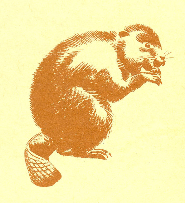 Pere Castor