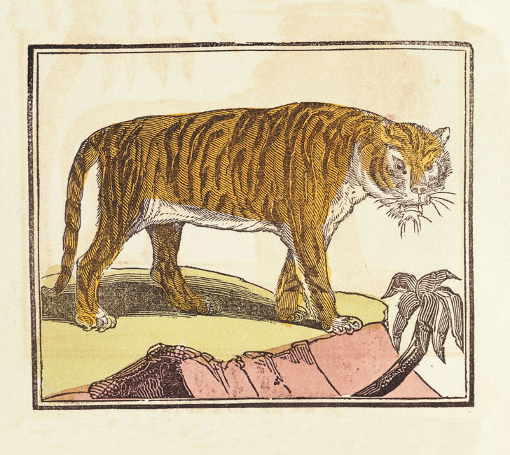 Tigers in Picture Books