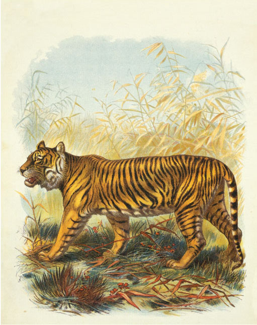Tigers in Picture Books