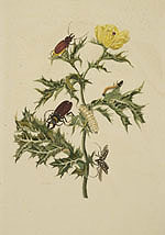 Dissertatio de Generatione et Metamorphosibus Insectorum Surinamensium -- Papaver spinosum, by Maria Sybilla Merian